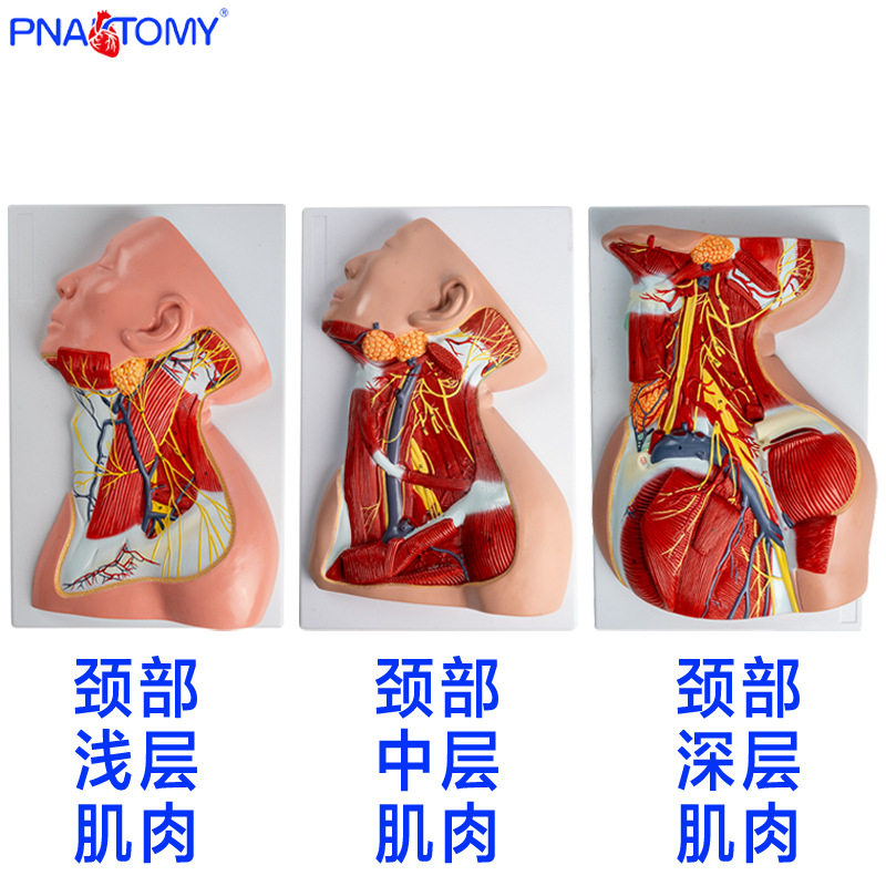 1比1头颈部肌肉血管神经解剖模型肩部胸肌深层肌肉教学模型三角肌