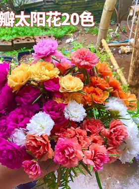 对版重瓣春夏秋开花太阳花绿植