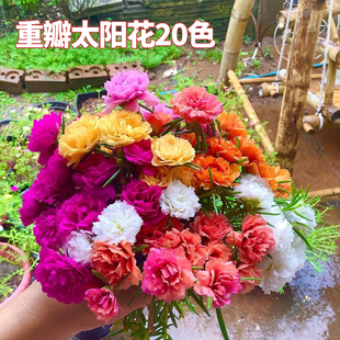 重瓣太阳花苗松叶牡丹四季对版多色死不了花马齿苋宿根绿植盆栽