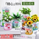 小学生奖品开业赠品绿植儿童幼儿园全班分享毕业礼物迷你盆栽diy