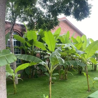 云南高山芭蕉树苗庭院大型绿植花卉耐寒观赏芭蕉苗盆栽大叶植物