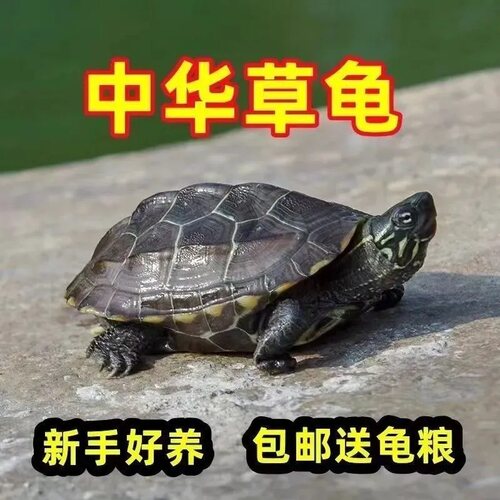 【4-5厘米4只】外塘中华草龟活体宠物龟好养耐活观赏龟