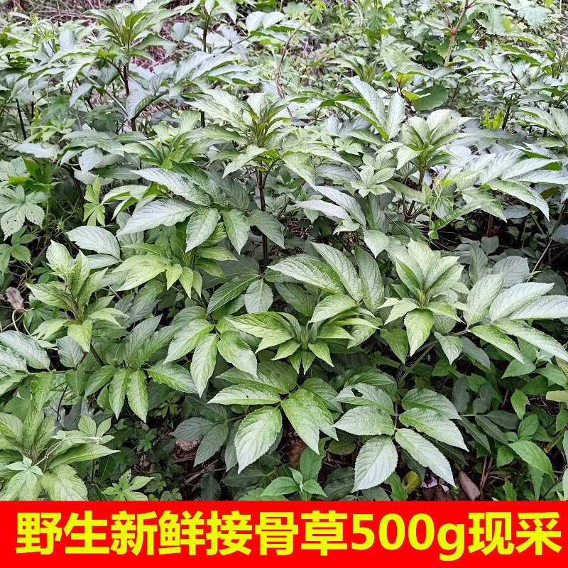 生新鲜接骨草陆英八棱麻小接骨丹500g蒴藋排风藤大臭草走马风