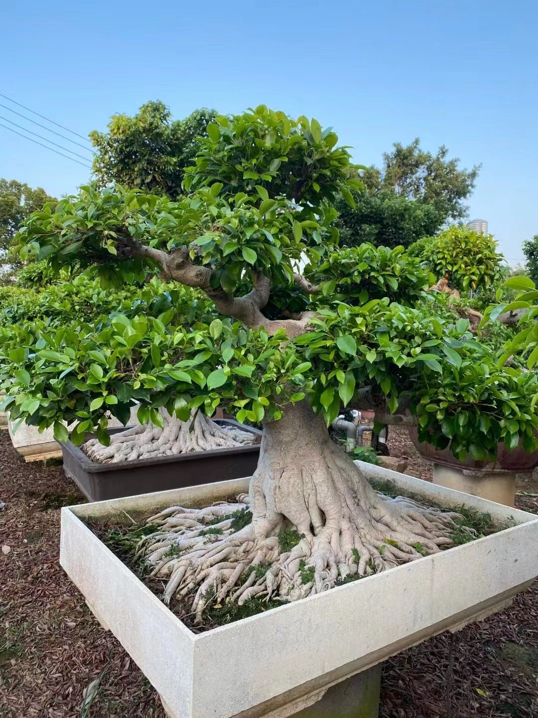 大型小叶榕树盆景s造型8字型绿植盆栽室内庭院气根植物老桩花卉
