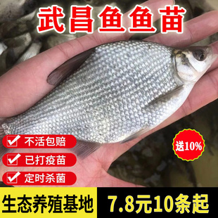 武昌鱼苗鳊鱼鱼苗柳叶三角鲂苗团头鲂苗边淡水养殖活体鳊小鱼食用
