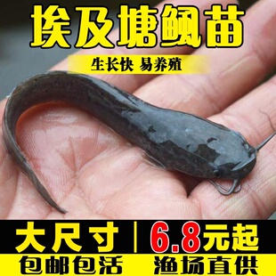鲶鱼苗本地塘角鱼苗革胡子鱼淡水鱼塘鱼缸好养殖塘虱埃及塘鲺鱼苗