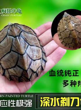 疯狂的龟 剃刀龟 蛋龟 小型冷水龟乌龟活物屋顶龟 深水龟宠物活体