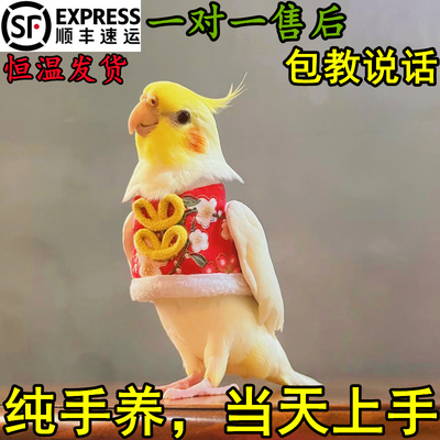 玄凤鹦鹉活鸟宠物黄化幼鸟会说话鹦鹉手养原始灰唱歌白子公母一对