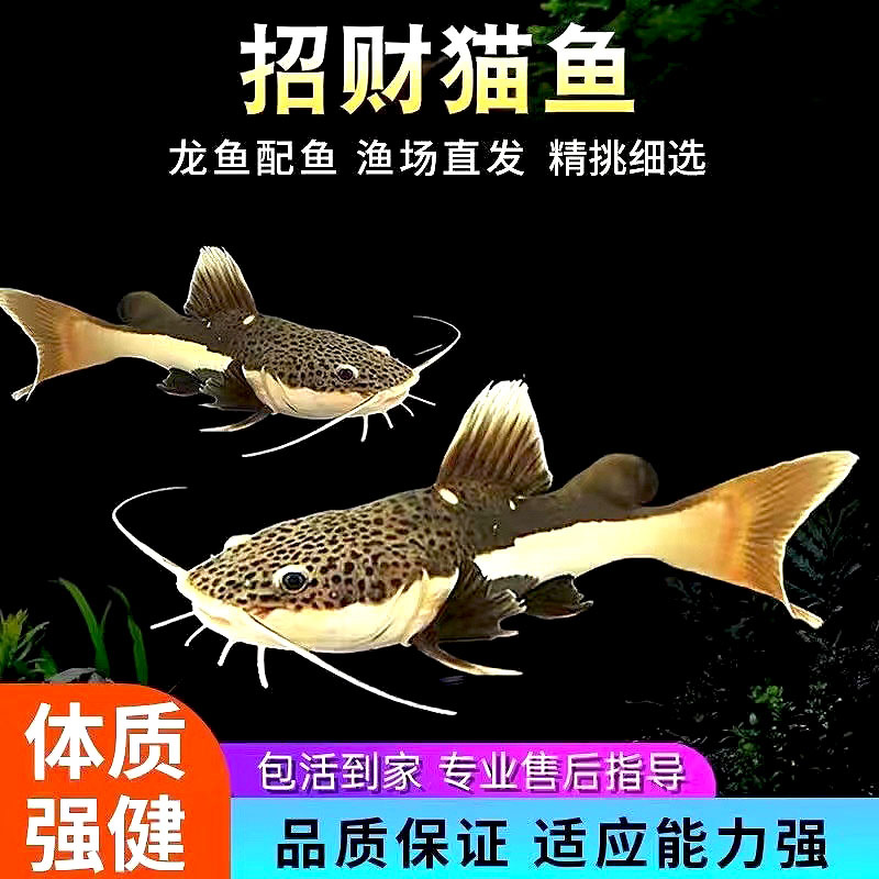 招财猫鱼活体红尾鲶鱼鸭嘴狗仔鲸底层鱼凶猛大型热带观赏鱼龙配鱼