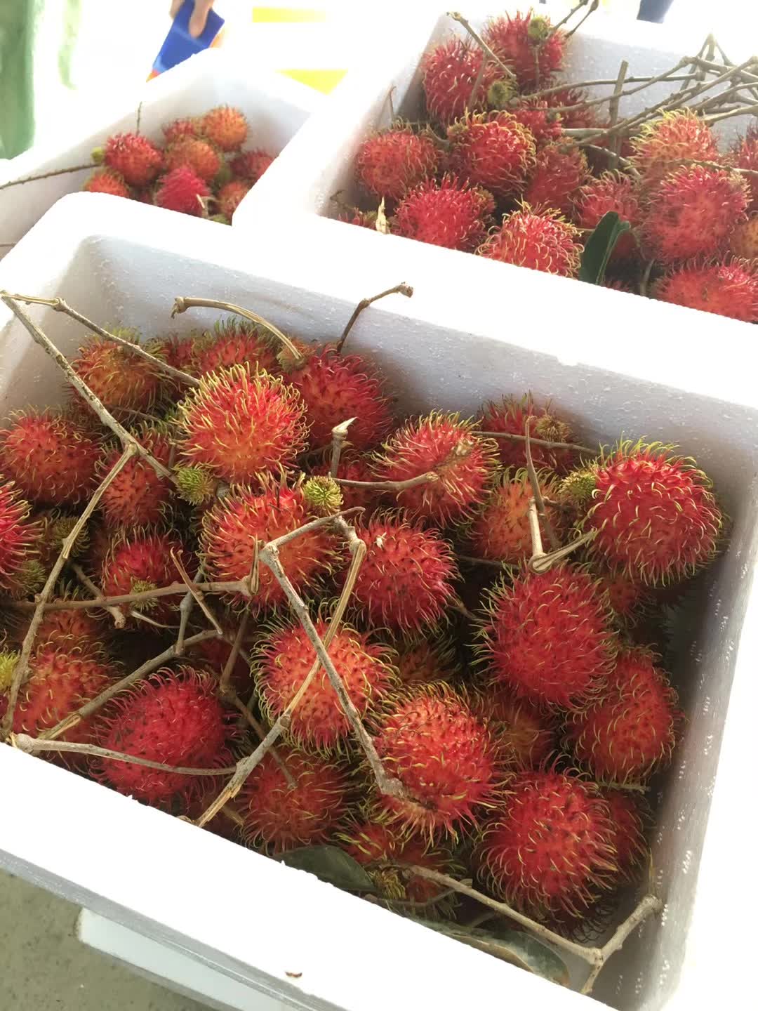 金约现摘现发新红毛丹，冰袋发货