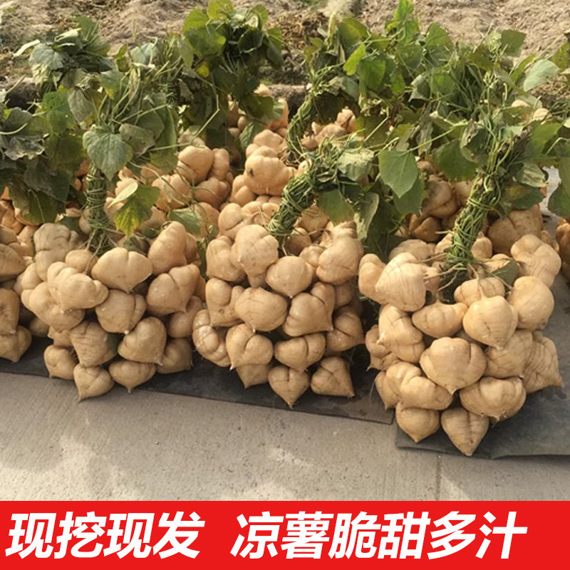 凉薯新鲜现挖广西凉薯农家特产蔬菜白地瓜沙葛根角番薯脆甜凉薯,水产肉类/新鲜蔬果/熟食,番薯,淘宝优惠券,粉丝福利购,淘宝优惠卷