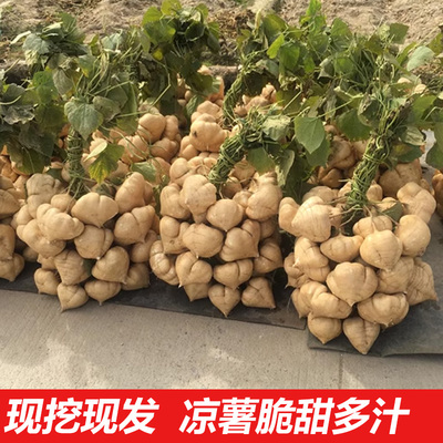 凉薯新鲜现挖带箱10广西蔬菜番薯