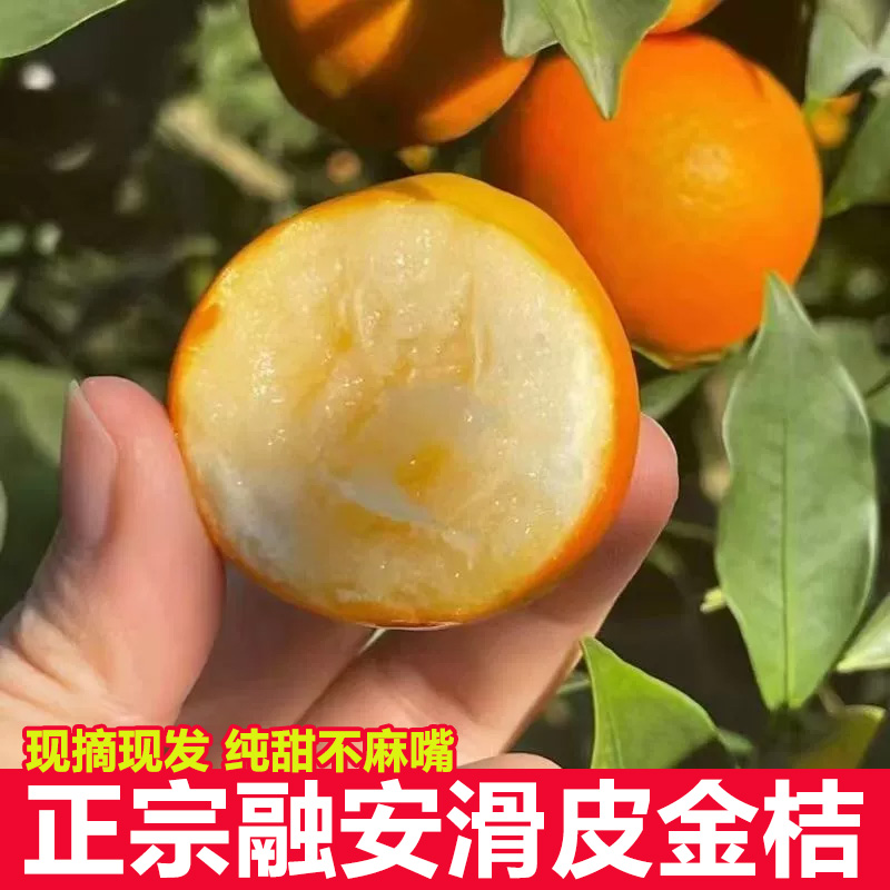 顺丰包邮广西融安滑皮甜金桔