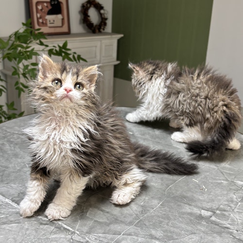 卷毛猫幼猫活体不掉毛杂合子长毛羊羔毛泰迪卷