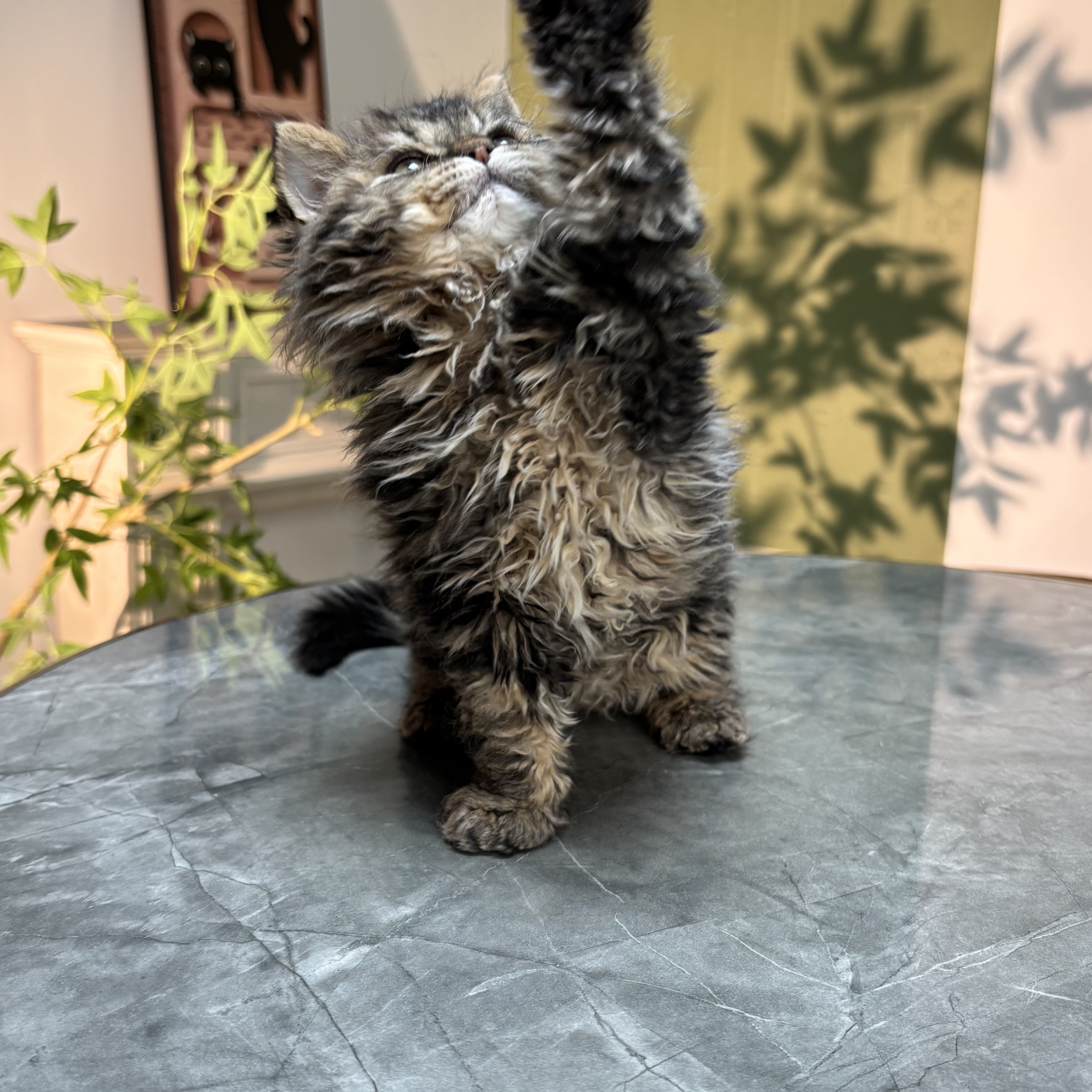 菲力喵赛尔凯克卷毛猫黑金虎斑掉猫咪