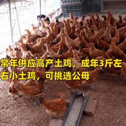 正宗苏北高产草鸡 小体型土鸡 童子鸡 半大鸡 鲜活发货 量大优惠