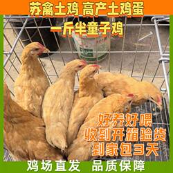 正宗苏北高产草鸡 小体型土鸡 童子鸡 半大鸡 鲜活发货 量大优惠