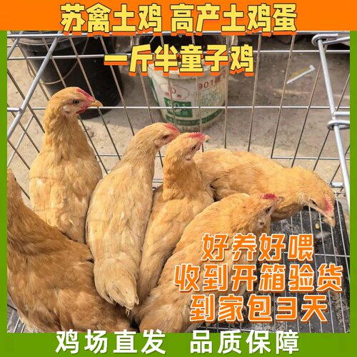 好养好吃脱温土鸡半大鸡童子鸡