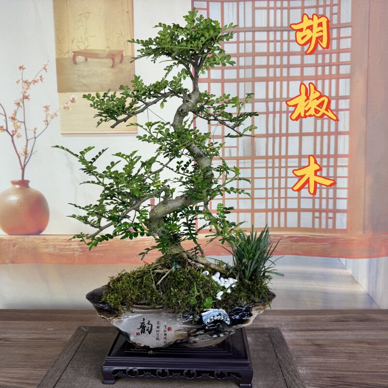 清香胡椒木S游龙造型盆景室内开花茶桌餐桌绿植