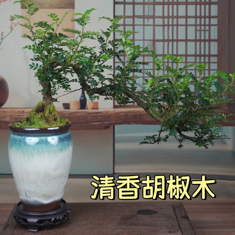 清香胡椒木悬崖造型盆景绿植
