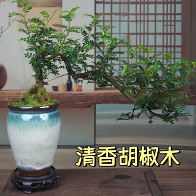 清香胡椒木悬崖造型盆景绿植