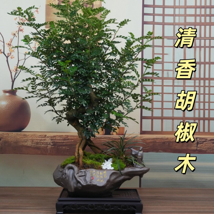 清香胡椒木造型盆景室内开花绿植