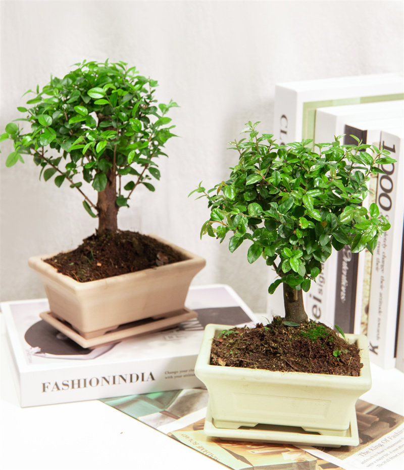 盆景雀梅盆栽室内植物易养老桩