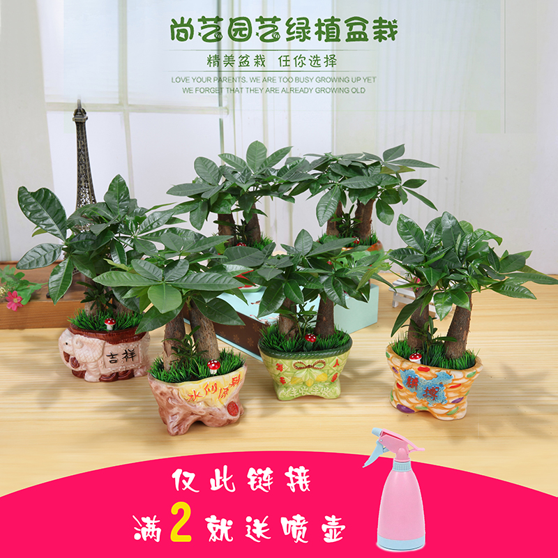 發財樹盆景招財小盆栽吸甲醛凈化空氣綠植室內辦公室桌面水培花卉