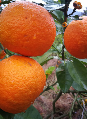 代代果正宗土玳玳橘回青橙臭皮柑桔酸橙枳实枳壳成熟黄果新鲜采摘