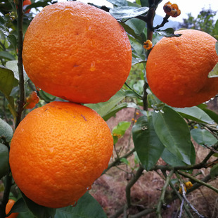 代代果正宗土玳玳橘回青橙臭皮柑桔酸橙枳实枳壳成熟黄果新鲜采摘