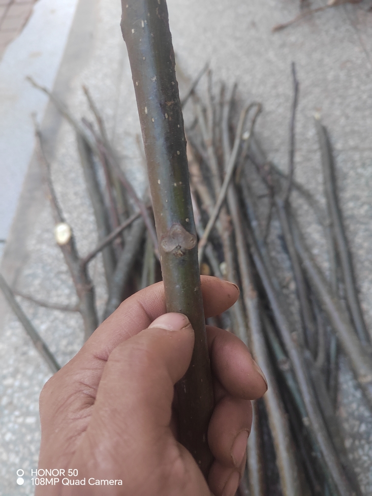 中药材核桃树枝中药材煮鸡蛋 山核桃树枝新鲜现剪现采核桃枝