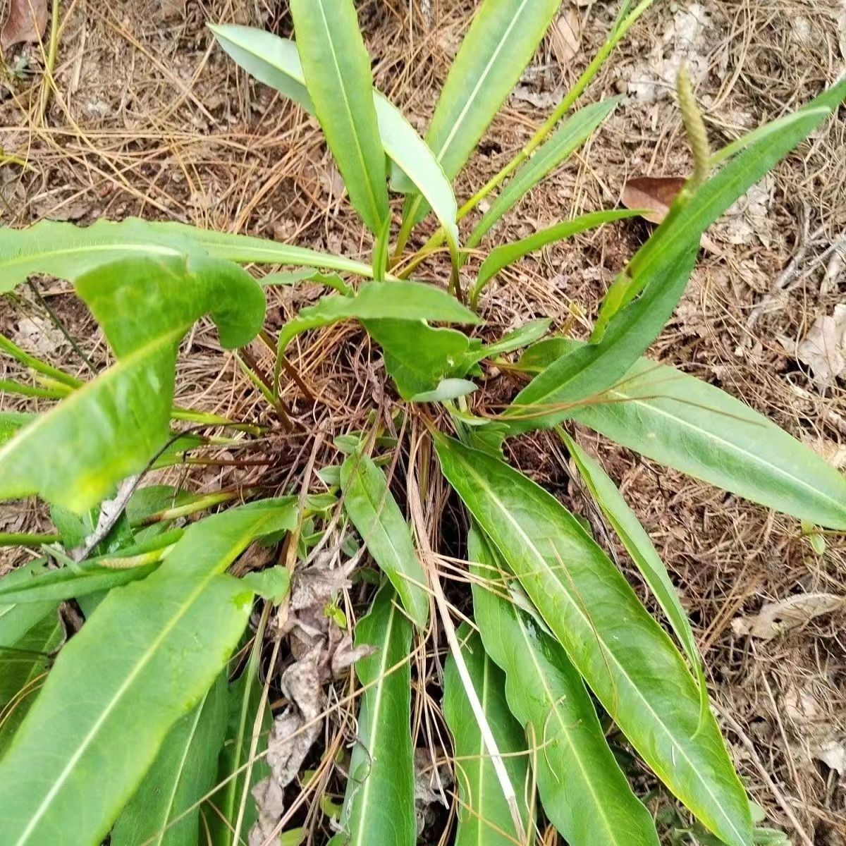 正品紫参拳参正品草河车草血竭虾参红蚤休化骨莲石蚕红紫参地土蜂