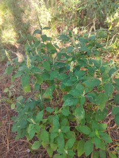 野坝子野坝蒿野香苏扫把茶云南中草药凉茶清热泡水煮鸡搭档包邮