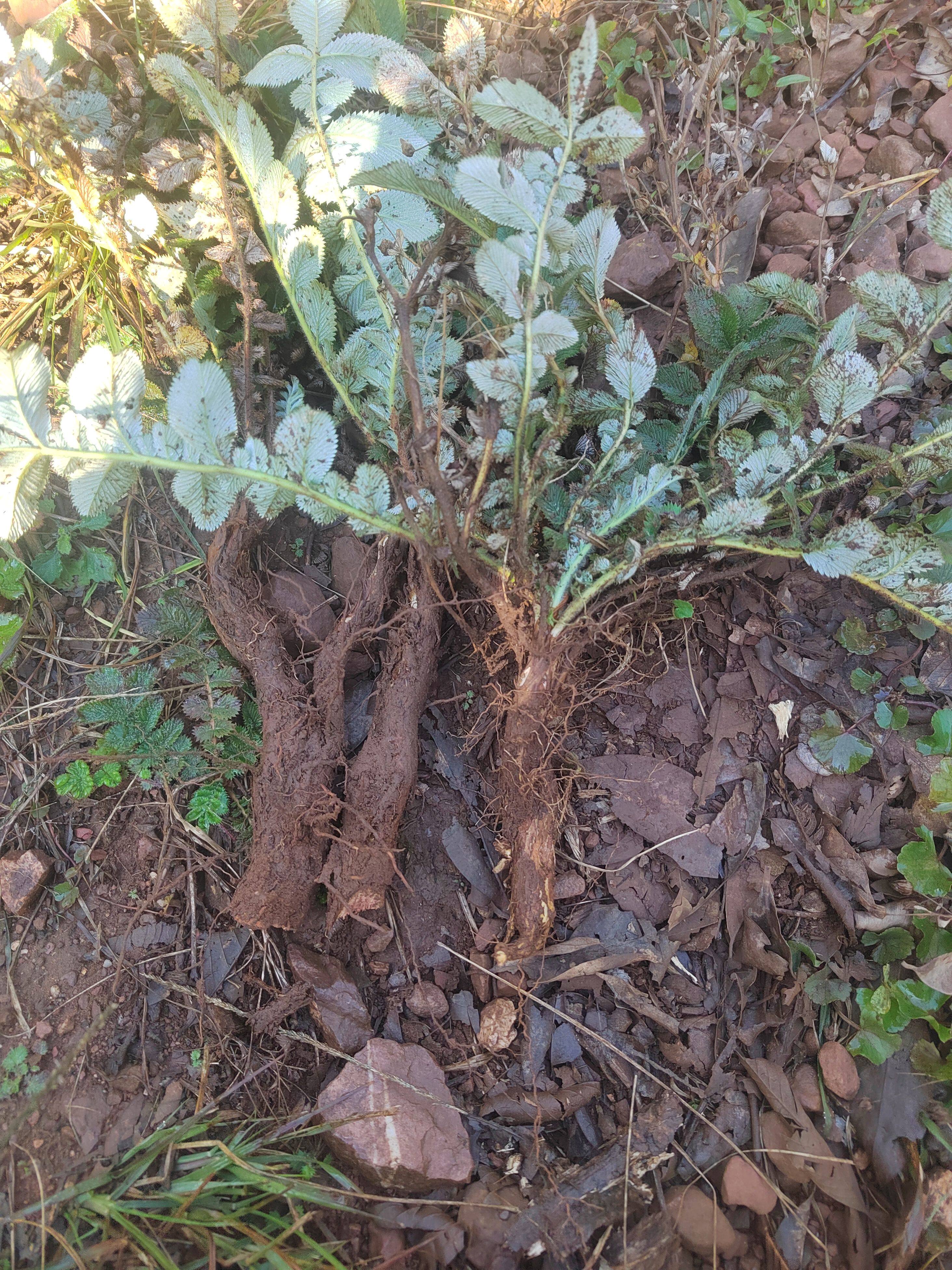 云南地产新鲜翻白草 中药材白头翁现挖天青地白全株翻百草茶