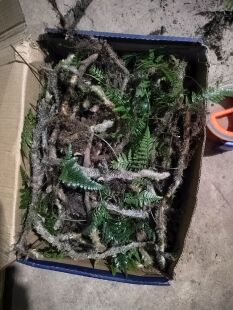 现采新鲜白毛蛇下单现采石蚕石祈蛇白毛岩蚕圆盖阴石蕨白毛骨碎补