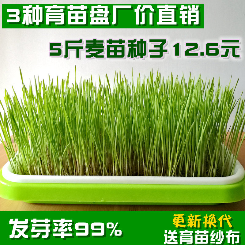 带皮小麦粒种植盘麦草麦苗发芽麦子种籽大麦麦芽糖猫草榨汁育苗盆
