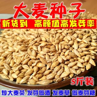农家带壳大麦粒发芽种子5斤麦芽糖大麦苗草3榨汁酿酒炒大麦茶麦子
