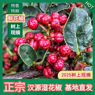 2025年四川汉源新鲜活花椒湿花椒生花椒粒香麻现摘产地直发500克