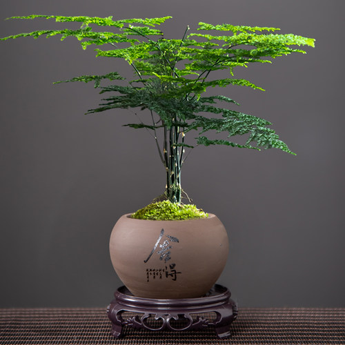 景观紫砂绿植盆栽盆景