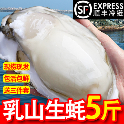 正宗乳山生蚝鲜活整箱5斤