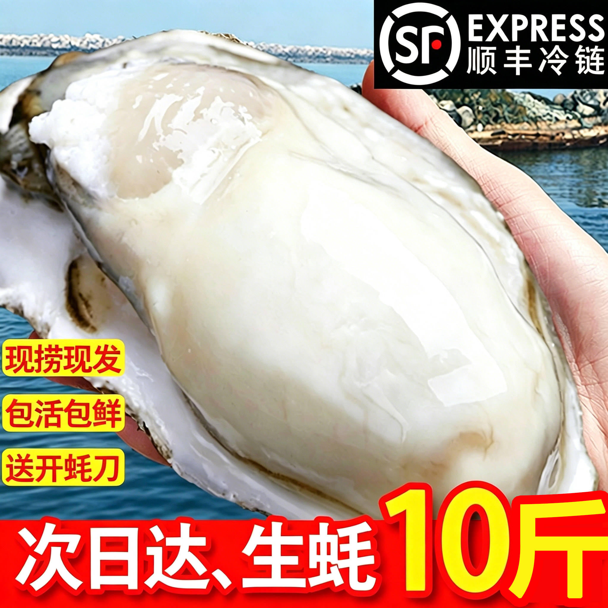 惠号生蚝鲜活10斤整箱批发新鲜活生蚝刺身特大海蛎子牡蛎商用生鲜