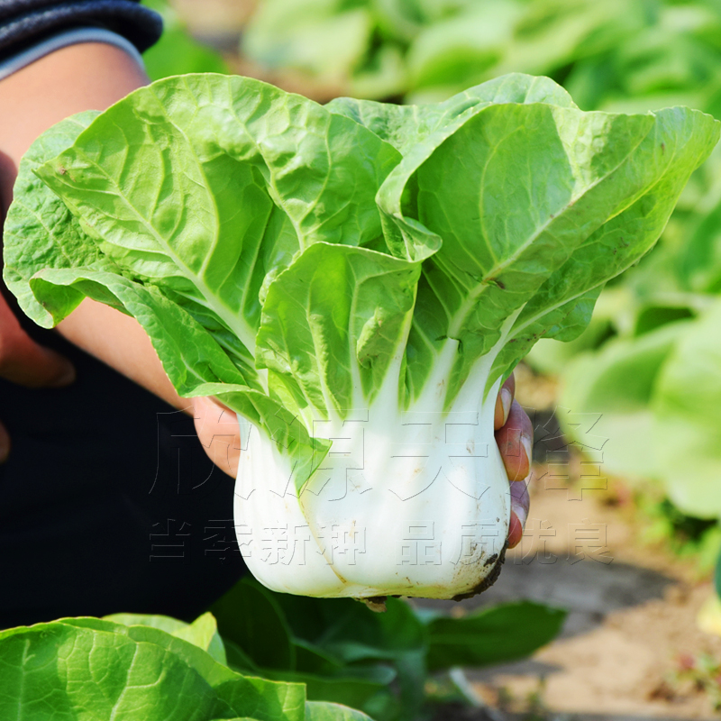 矮脚阳台盆栽秋冬季耐寒奶白菜