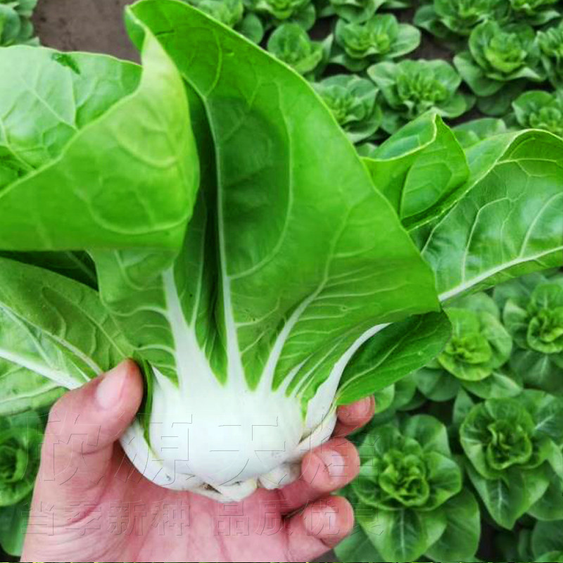 耐寒耐热白梗秋冬季矮脚奶白菜