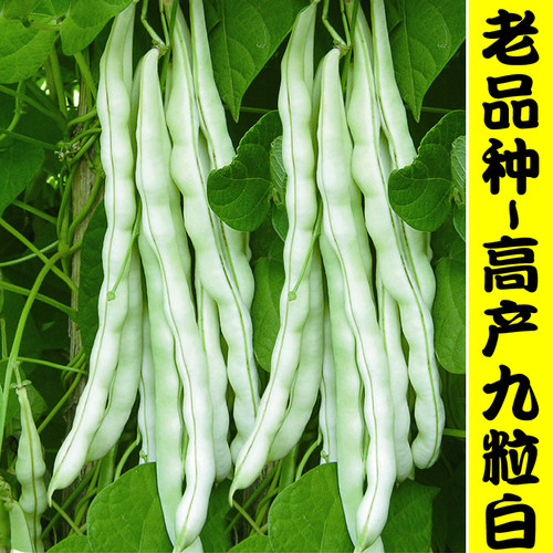 超级九粒种子少超级九粒白芸豆