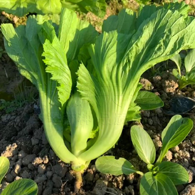 水东甜芥菜种籽秋冬季鸡心灯笼孑