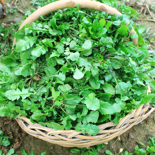 野生荠荠菜阳台盆栽种子孑 野菜籽庭院蔬菜四季 秋冬季 荠菜种籽春季