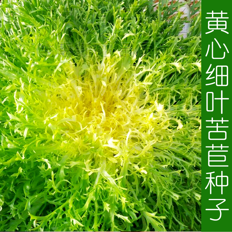 黄心细叶苦苣种子四季盆栽蔬菜青菜生菜春季秋冬季耐寒苦菊种籽孑-封面