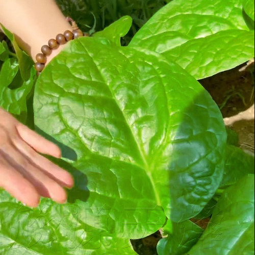 阳台蔬菜蔬菜夏季阳台庭院爬夏季