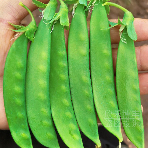 蔬菜高产冬季大田荷兰豆