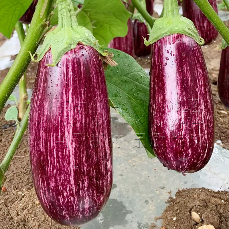 彩茄花茄种子孑春季秋季四季阳台盆栽蔬菜特色面包紫红纹茄子种籽,鲜花速递/花卉仿真/绿植园艺,家庭园艺种子,淘宝优惠券,粉丝福利购,淘宝优惠卷